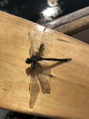 Aeshna canadensis
