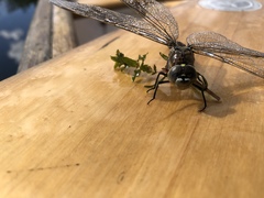 Aeshna canadensis