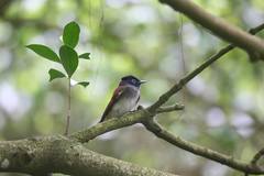 Terpsiphone atrocaudata