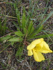 Oenothera howardii