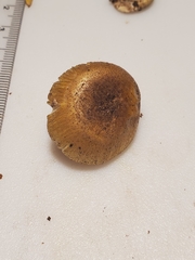 Amanita levistriata