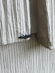 Ampulex canaliculata