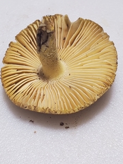Amanita levistriata