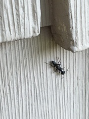 Ampulex canaliculata