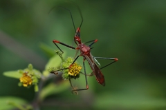 Ricolla quadrispinosa