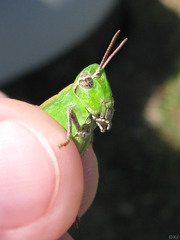 Chimarocephala elongata