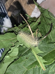Spilosoma virginica