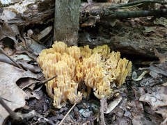Ramaria calvodistalis