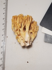 Ramaria calvodistalis