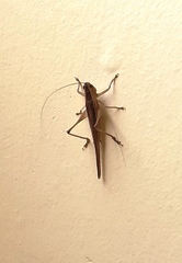 Orthoptera