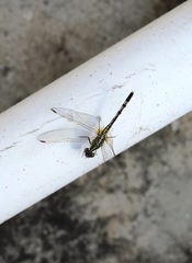 Diplacodes trivialis