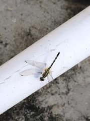 Diplacodes trivialis