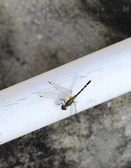 Diplacodes trivialis