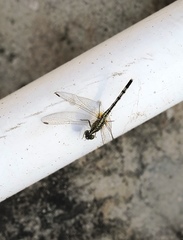 Diplacodes trivialis