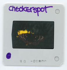 Euphydryas editha taylori