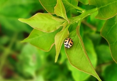 Cheilomenes sexmaculata