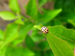 Cheilomenes sexmaculata