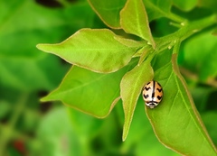 Cheilomenes sexmaculata