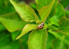Cheilomenes sexmaculata