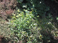 Bupleurum euphorbioides