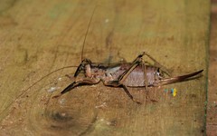 Nesoecia insignis