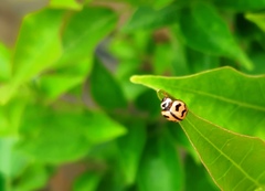 Cheilomenes sexmaculata