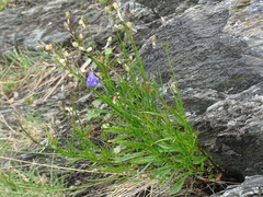 Campanula intercedens