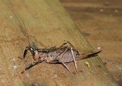 Nesoecia insignis