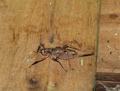 Nesoecia insignis