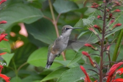 Archilochus colubris