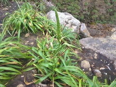 Pitcairnia micotrinensis