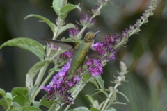 Archilochus colubris