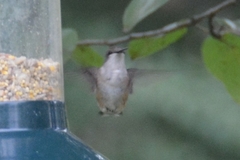 Archilochus colubris