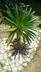 Pachypodium lamerei