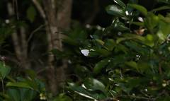 Leucantigius atayalicus