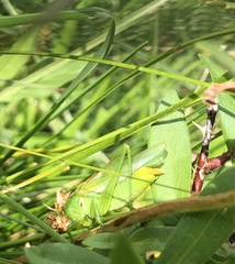 Orchelimum gladiator