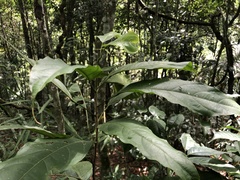 Lindackeria paludosa