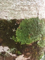 Pannaria sphinctrina