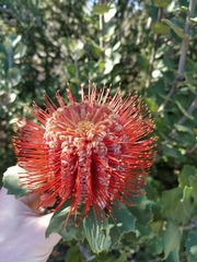 Banksia coccinea