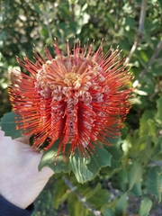Banksia coccinea