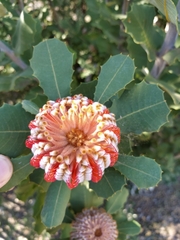 Banksia coccinea