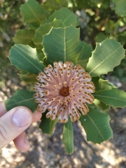Banksia coccinea