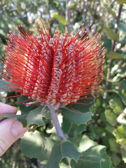 Banksia coccinea