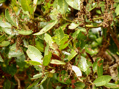 Citronella mucronata