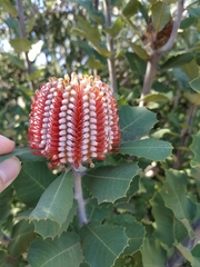 Banksia coccinea