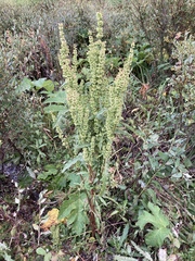 Rumex densiflorus