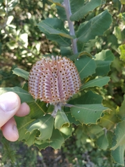 Banksia coccinea