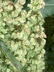 Rumex densiflorus