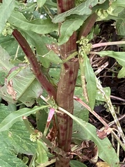 Rumex densiflorus