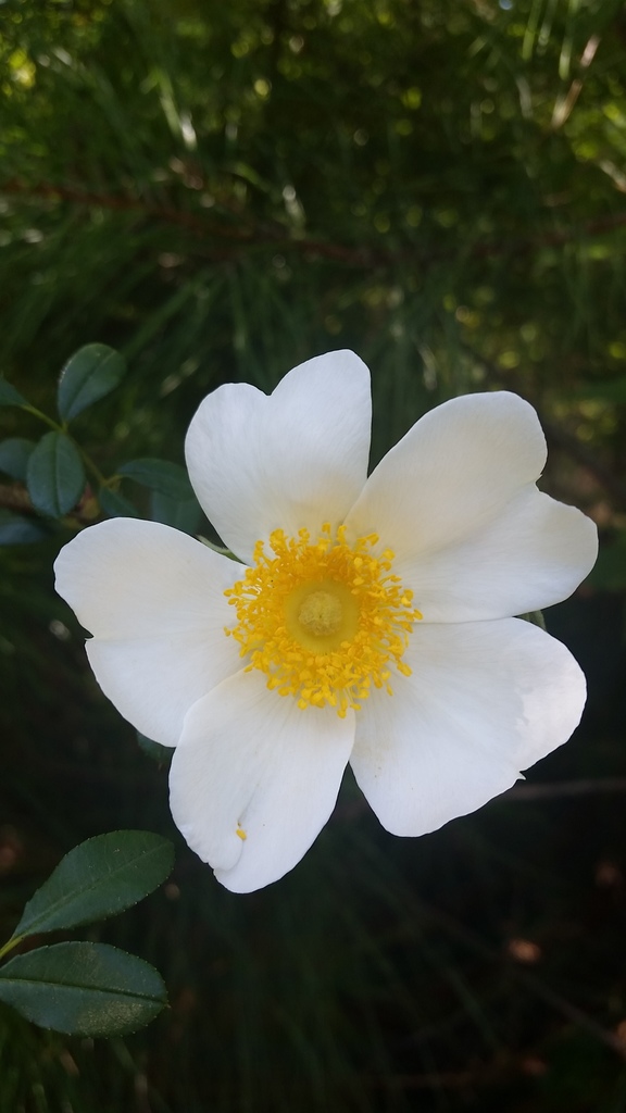 Rosa bracteata, Aiken County, US-SC, US